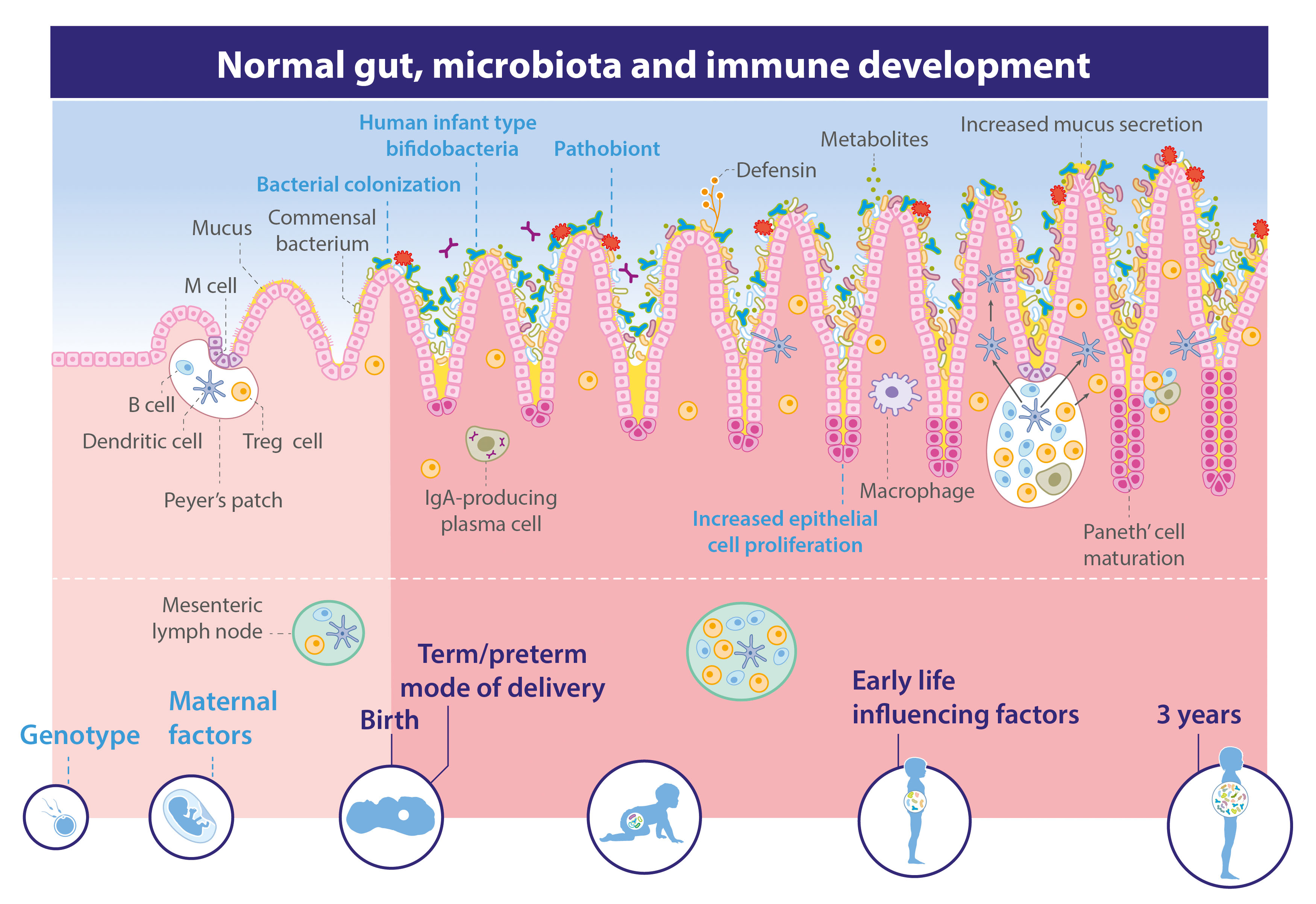 Immune-boosting gut flora